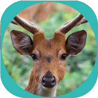 deer image - 5 Animals QI GONG Online Energy course for Health Awakening Wellness and Consciousness Expansion image 1